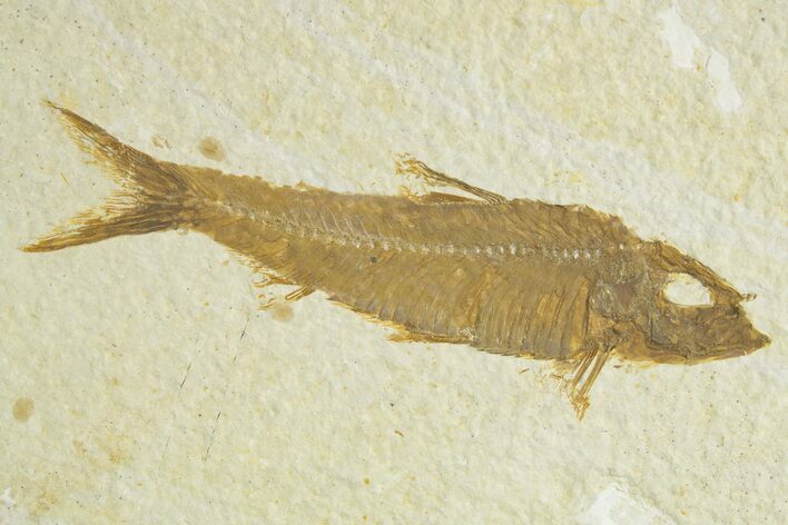 Detailed Fossil Fish (Knightia) - Wyoming #363791